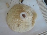Lactarius mucidus image