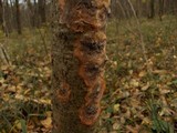 Phlebia radiata image