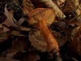 Lactarius aurantiacus image