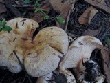 Lactarius pubescens image