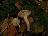 Lactarius vietus image