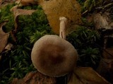 Lactarius vietus image