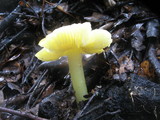 Hygrocybe acutoconica image