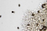 Panaeolus olivaceus image