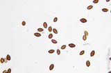 Panaeolus olivaceus image