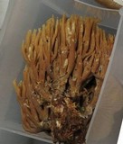 Ramaria murrillii image