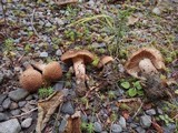 Inocybe mucidiolens image