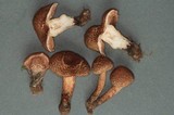 Inocybe mucidiolens image