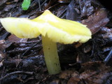 Hygrocybe acutoconica image