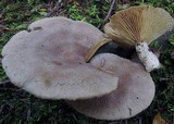 Lactarius mammosus image