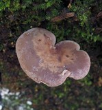 Baeospora myriadophylla image