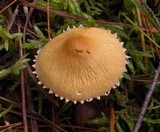 Cystoderma amianthinum image