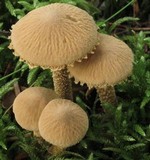 Cystoderma amianthinum image