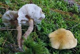 Cystoderma amianthinum image