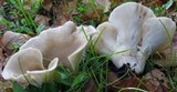 Hohenbuehelia petaloides image