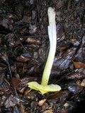 Hygrocybe acutoconica image