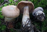 Cortinarius malachius image