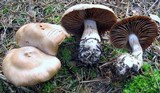 Cortinarius malachius image