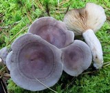 Lactarius mammosus image