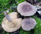 Lactarius mammosus image