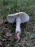 Amanita thiersii image