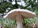 Amanita thiersii image