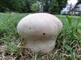 Calvatia cyathiformis image
