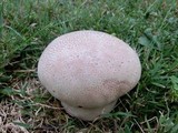 Calvatia cyathiformis image