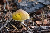 Floccularia albolanaripes image