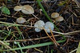 Strobilurus albipilatus image