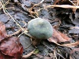 Russula virescens image