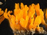 Dacryopinax spathularia image