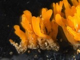 Dacryopinax spathularia image