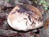 Calvatia cyathiformis image