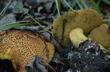 Suillus tomentosus image