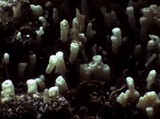 Henningsomyces candidus image