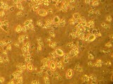 Leucopholiota decorosa image