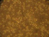Leucopholiota decorosa image
