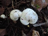 Hygrophorus chrysodon image