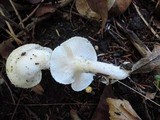 Hygrophorus chrysodon image