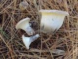 Ampulloclitocybe clavipes image
