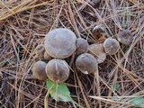Ampulloclitocybe clavipes image