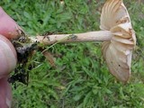 Marasmius oreades image