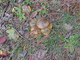 Suillus luteus image