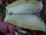 Suillus luteus image