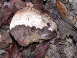 Calvatia cyathiformis image