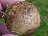 Scleroderma cepa image