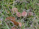 Hebeloma sacchariolens image