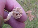 Hebeloma sacchariolens image