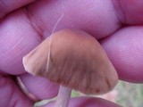 Hebeloma sacchariolens image